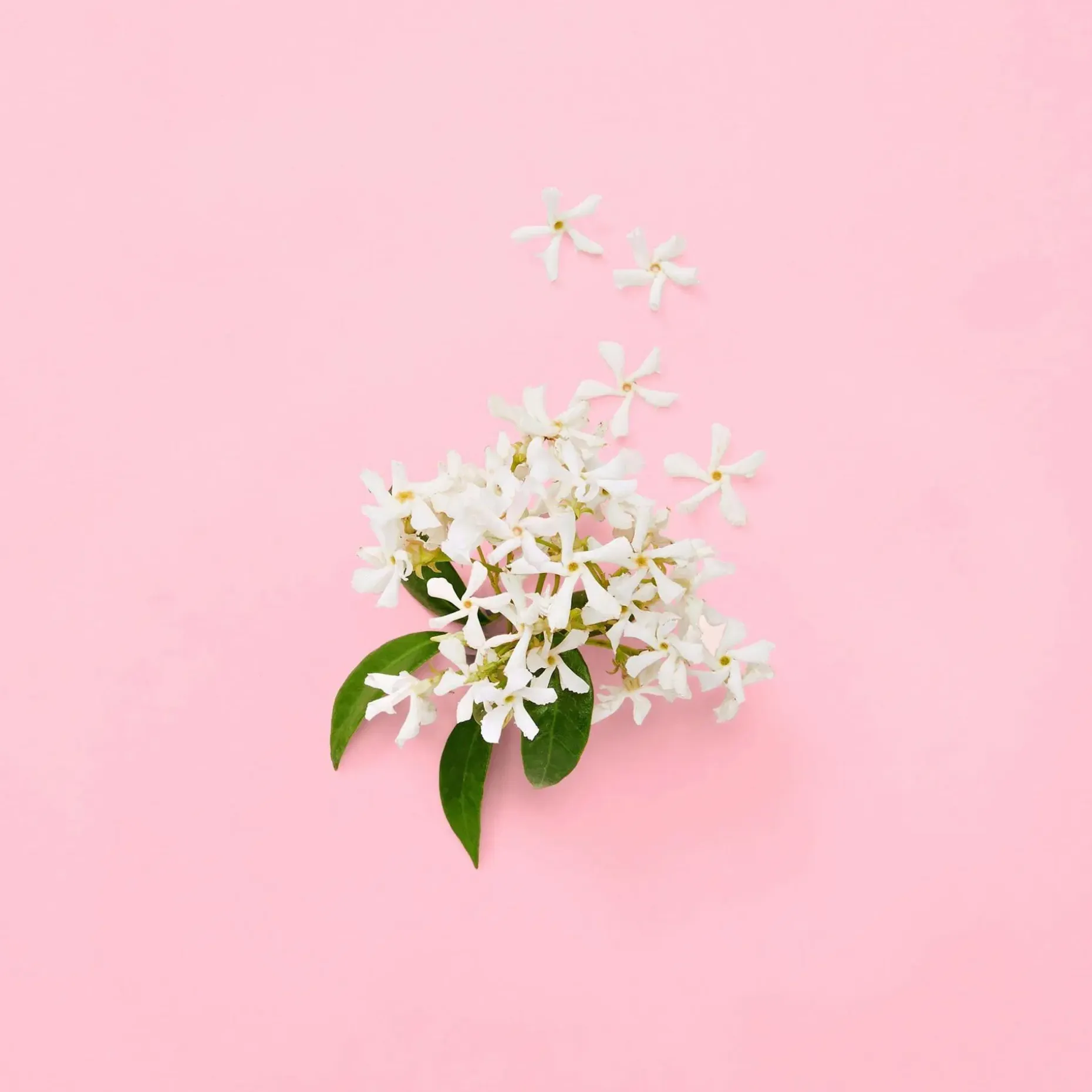 GUCCI Flora Gorgeous Gardenia EdP tuoksu 30 ml