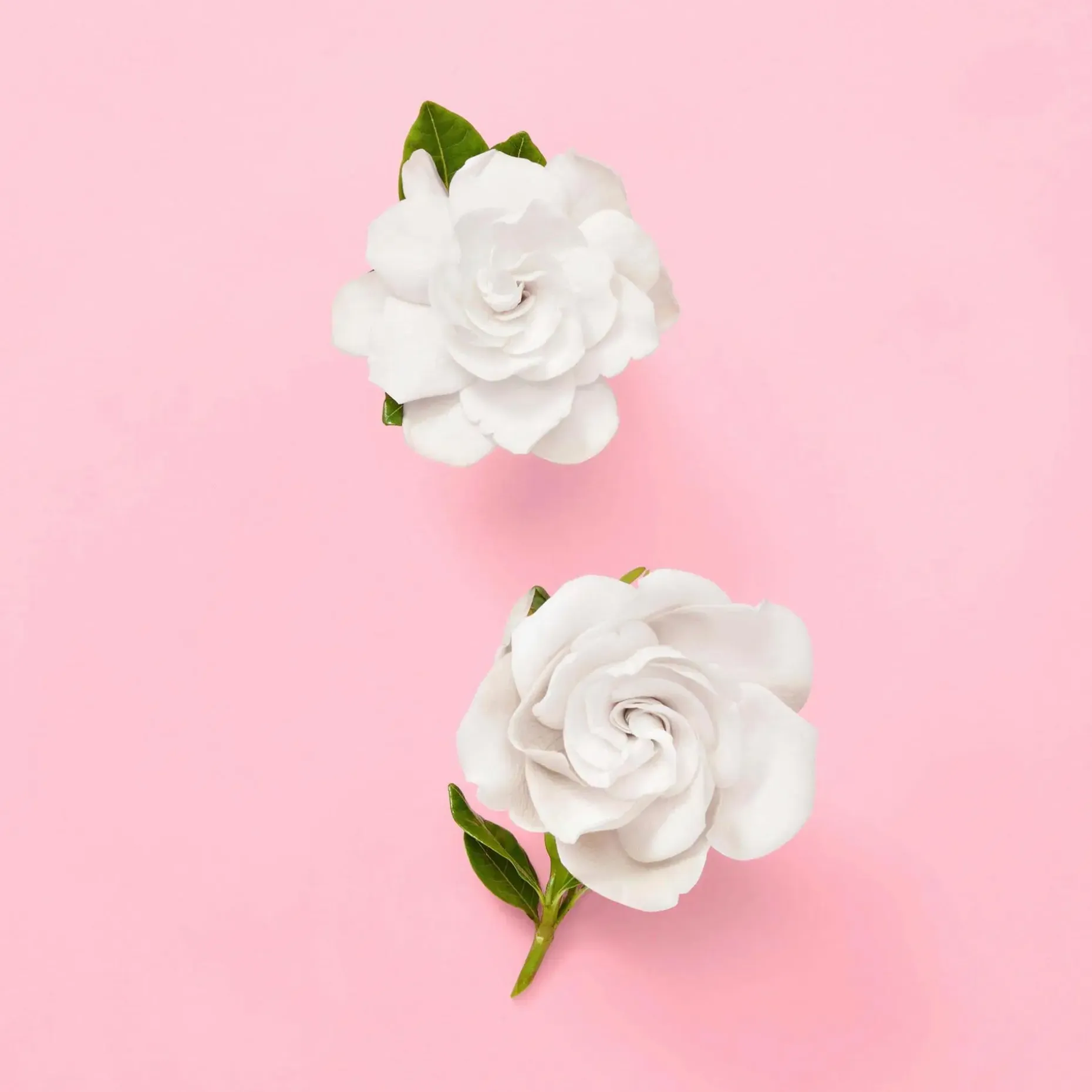 GUCCI Flora Gorgeous Gardenia EdP tuoksu 30 ml
