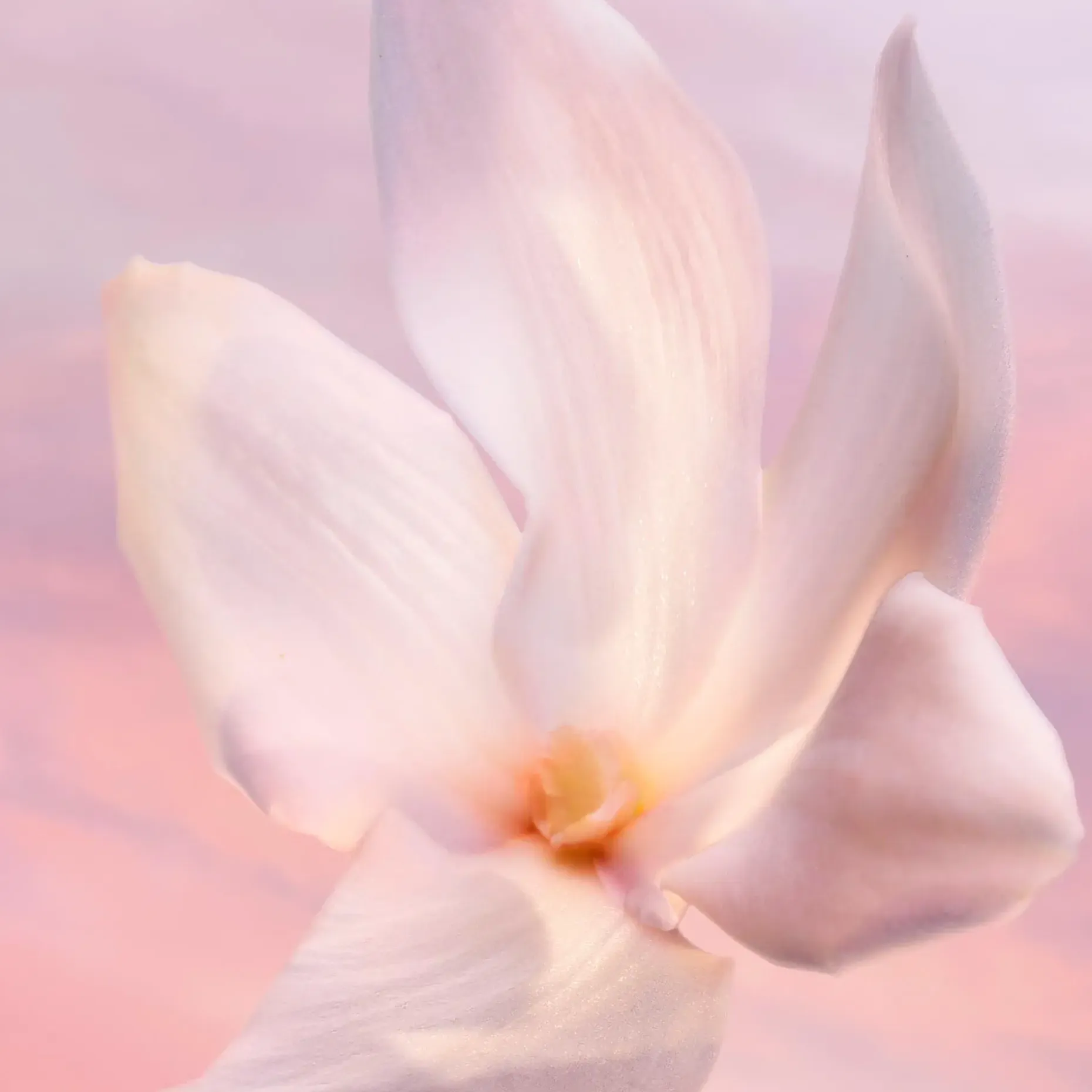 La vie est Belle Vanille Nude 50 ml -tuoksu